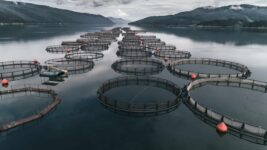 Drög að nýjum heildarlögum um lagareldi kynnt í samráðsgátt Drög að nýjum heildarlögum um lagareldi kynnt í samráðsgátt