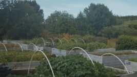 Opnað fyrir umsóknir um matjurtagarða í Reykjavík 16. mars