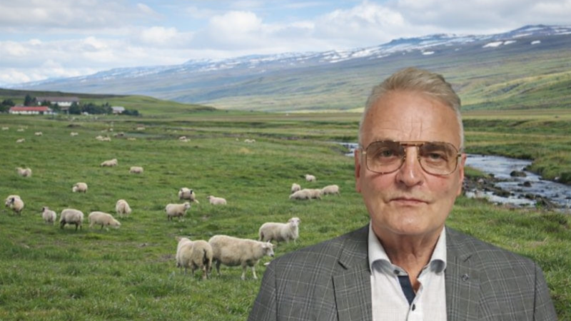 Einbeittur brotavilji – aðför að íslenska lambinu Einbeittur brotavilji – aðför að íslenska lambinu