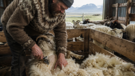 Ullariðnaðurinn í Portúgal og áhrif ESB reglugerða