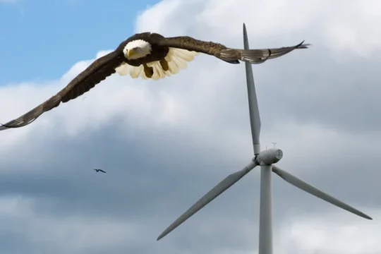 eagle-wind-turbine-featured.webp