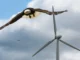 ESB íhugar að heimila dráp verndaðra dýra vegna orku og iðnaðarframkvæmda ESB íhugar að heimila dráp verndaðra dýra vegna orku og iðnaðarframkvæmda