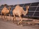 ESB vill flytja inn sólarorku frá Sahara