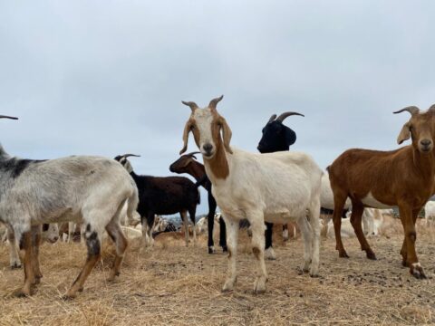 goats.jpg