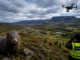 Búið að ná mörgum minkum í Mosfellsdal Búið að ná mörgum minkum í Mosfellsdal