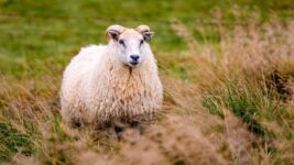 Matís tekur við umfangsmiklum arfgerðagreiningum í baráttunni gegn riðu